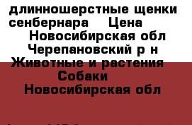 длинношерстные щенки сенбернара  › Цена ­ 45 000 - Новосибирская обл., Черепановский р-н Животные и растения » Собаки   . Новосибирская обл.